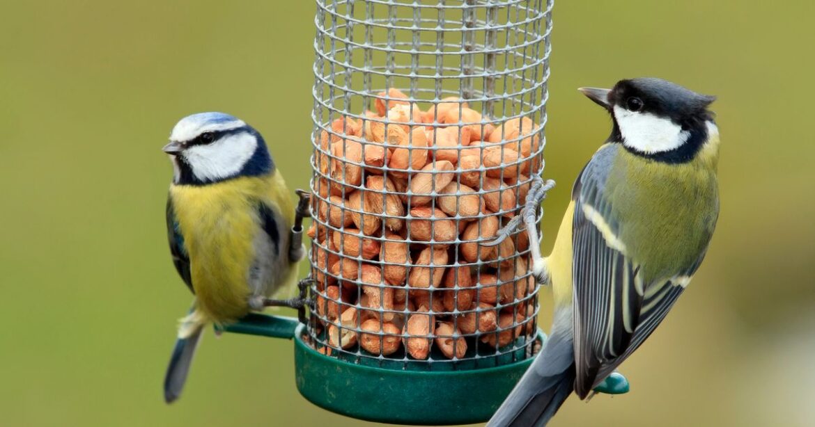 Gardeners urged to put out one ‘vital’ winter food now to help birds over colder months Chronicle Live