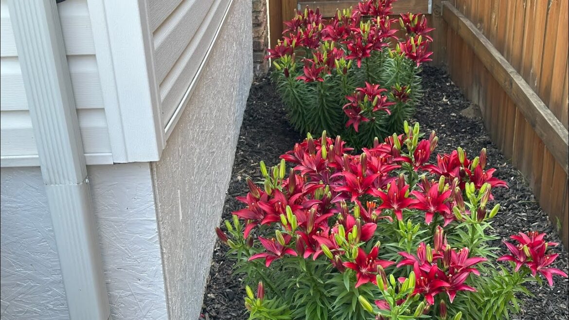 Lily’s Love Lots of Shade (The Graduate S6, E5) Backyard Lily’s Love Lots of Shade (The Graduate S6, E5) Backyard