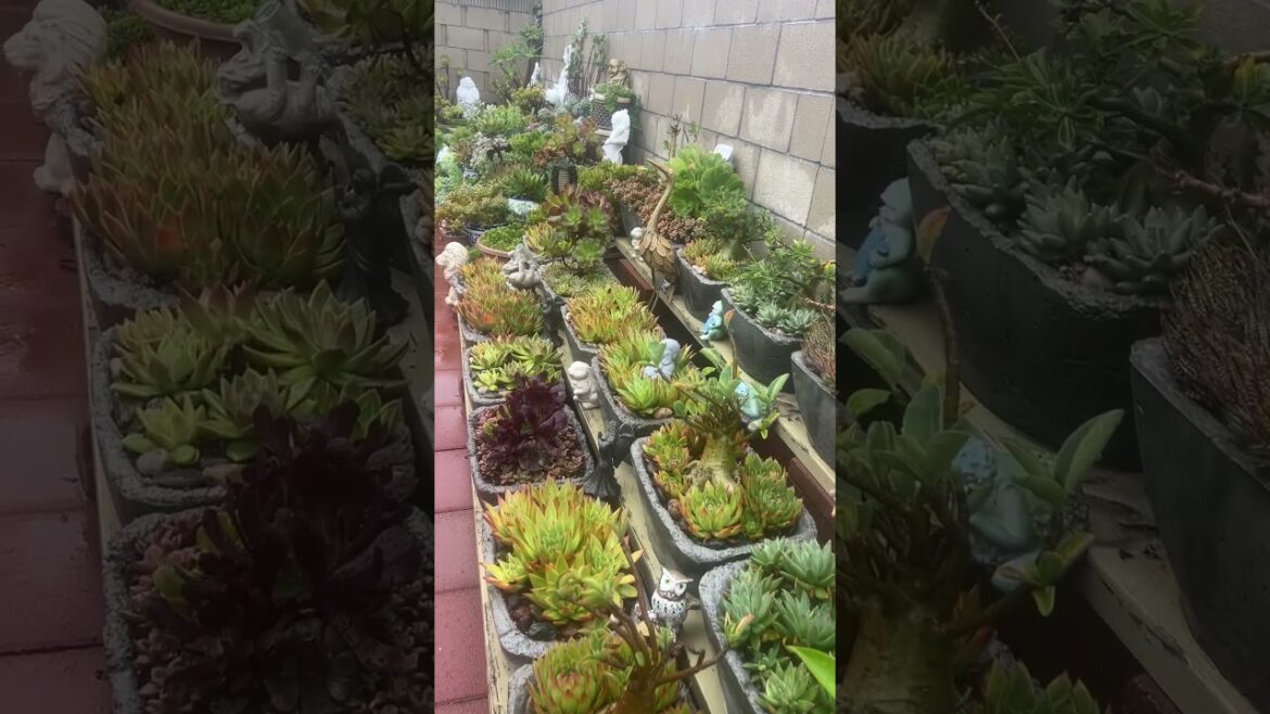 A Rainy Day in my Garden