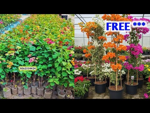 Wholesale plant Market Bougainvillea flower || Cheapest Plant market in India 9062334424 Wholesale plant Market Bougainvillea flower || Cheapest Plant market in India 9062334424