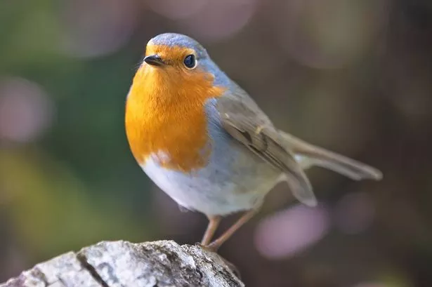 Close up of european robin on tree trunk