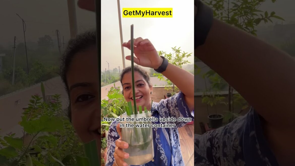 Umbrella Palm Plant Tips | Yeh ulta pulta plant ugao na! #gardening