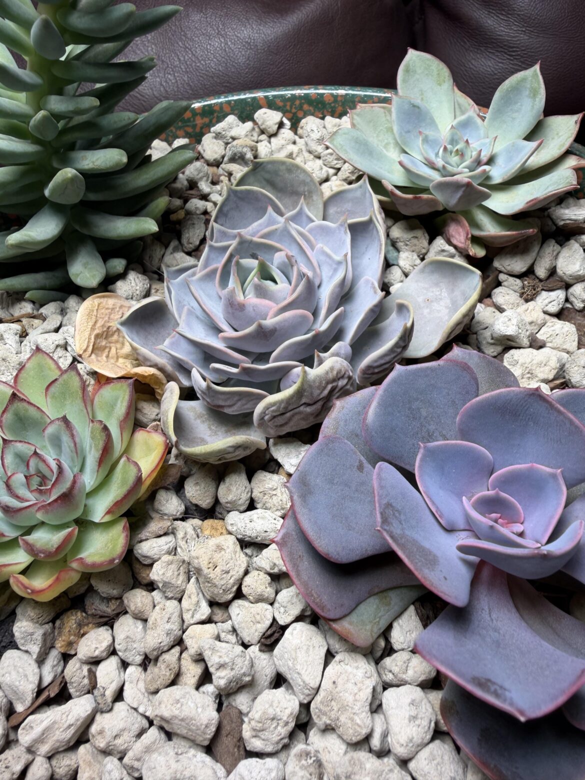 Thirst or natural leaf aging? Thirst or natural leaf aging?