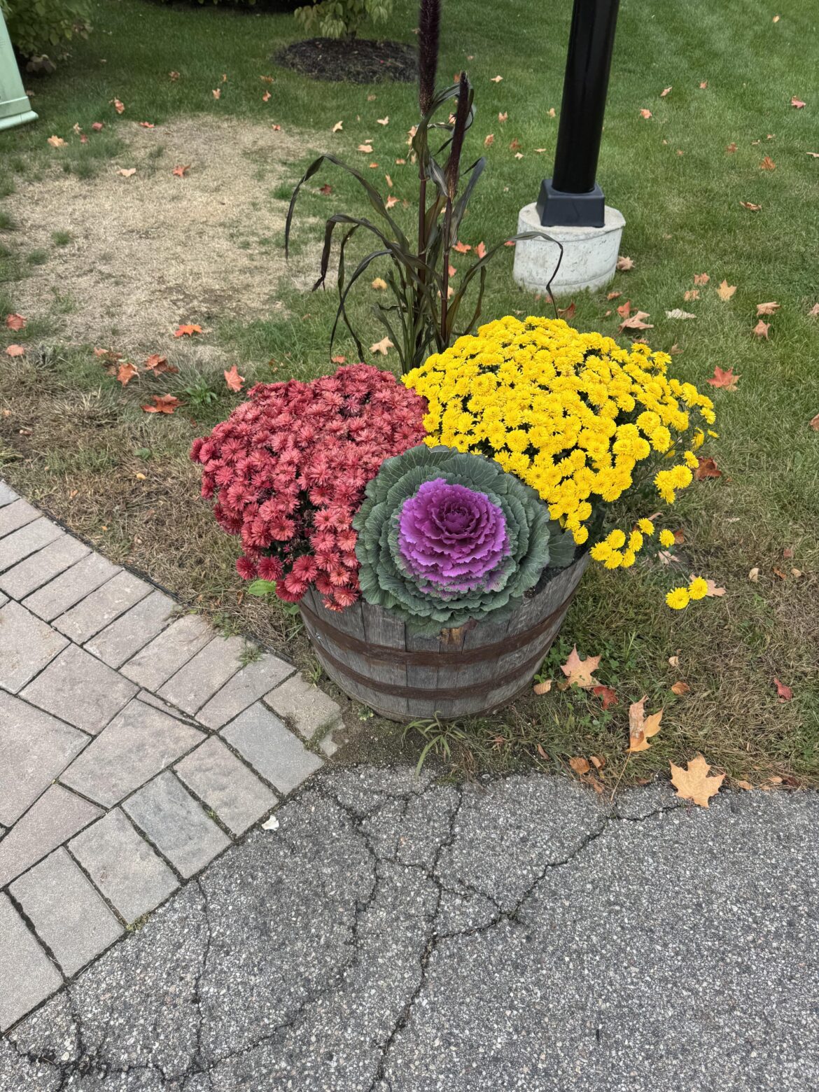 What is the purple plant in between the mums?