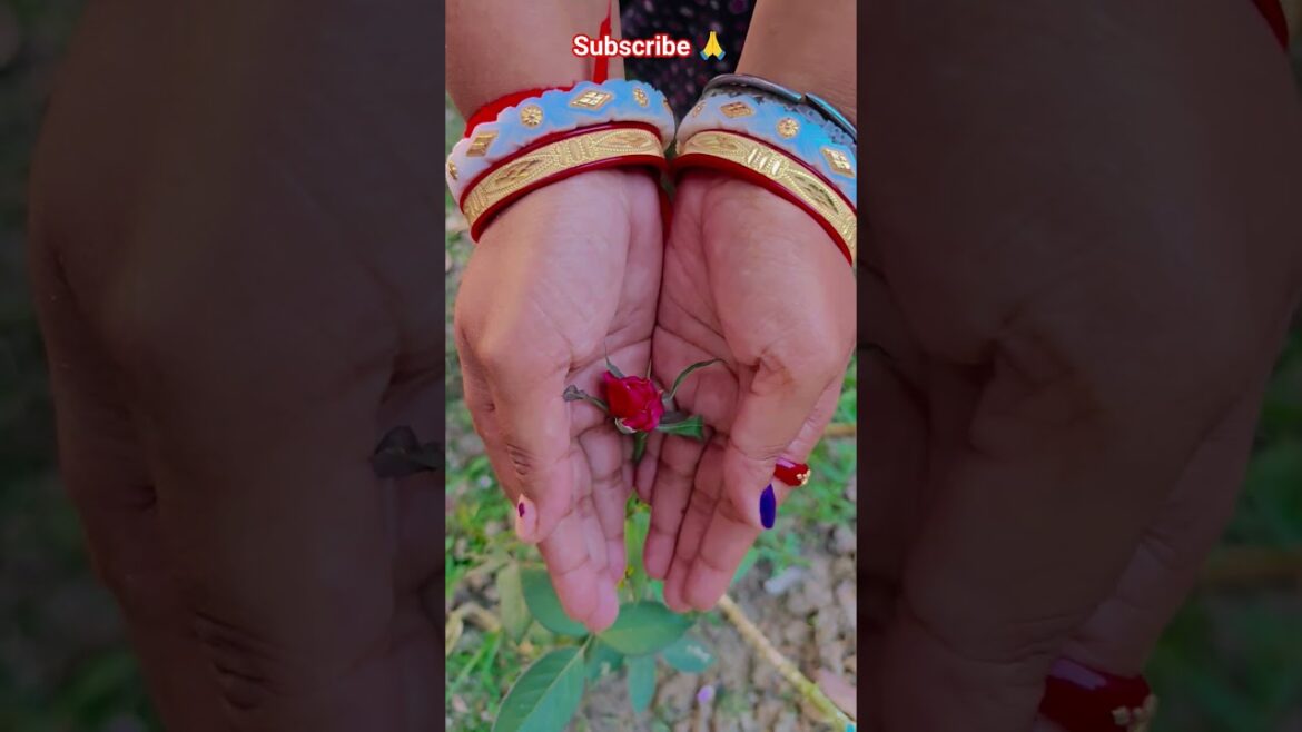 ফুল নিয়ে টিকটিক #gardening #youtubeshorts #UpdateGardening #garden #youtubeshort #flowers #rose