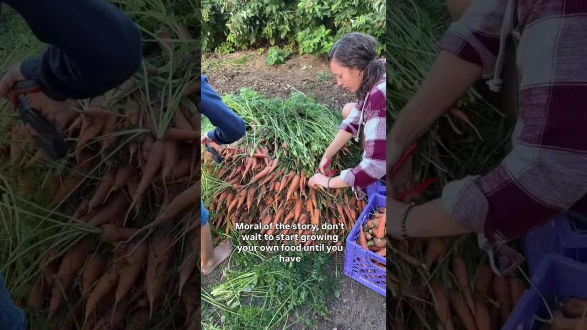 #gardening @morethanfarmers #harvestvegetables