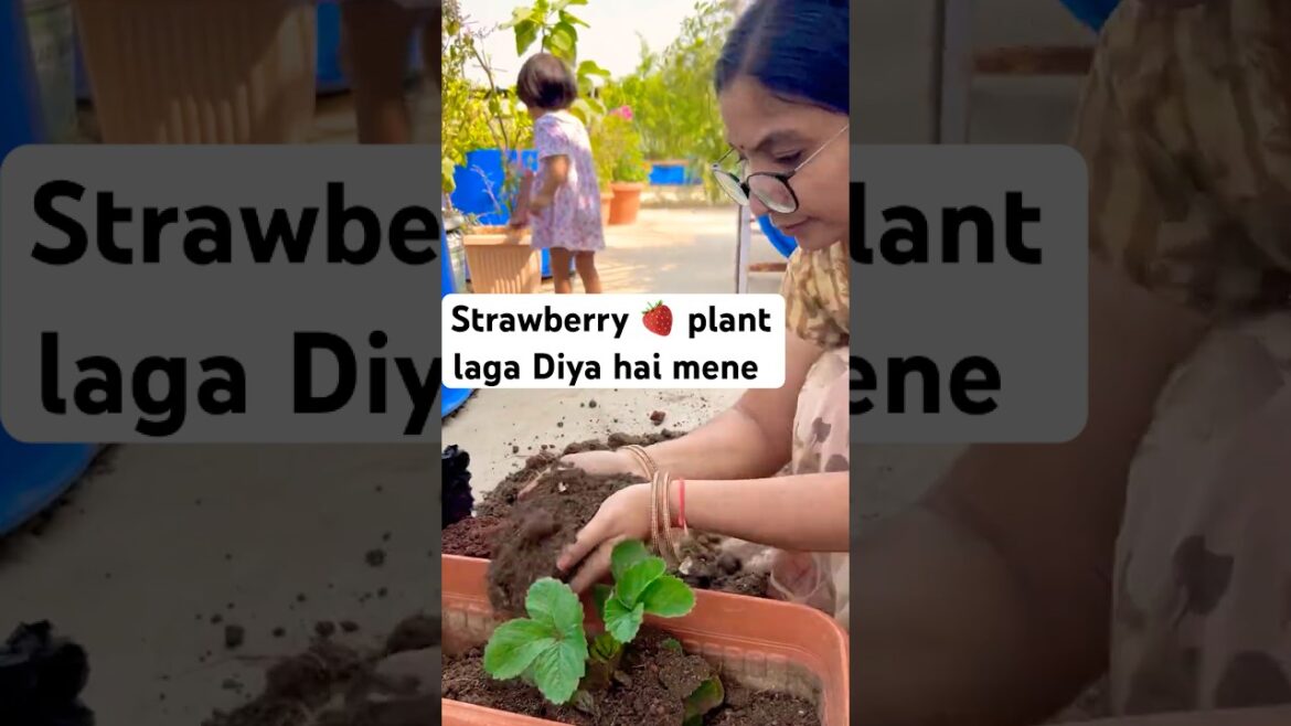 Strawberry 🍓 plant laga Diya mene aab lagegi strawberry 🍓#gardening #garden #fruits  #shortvideo