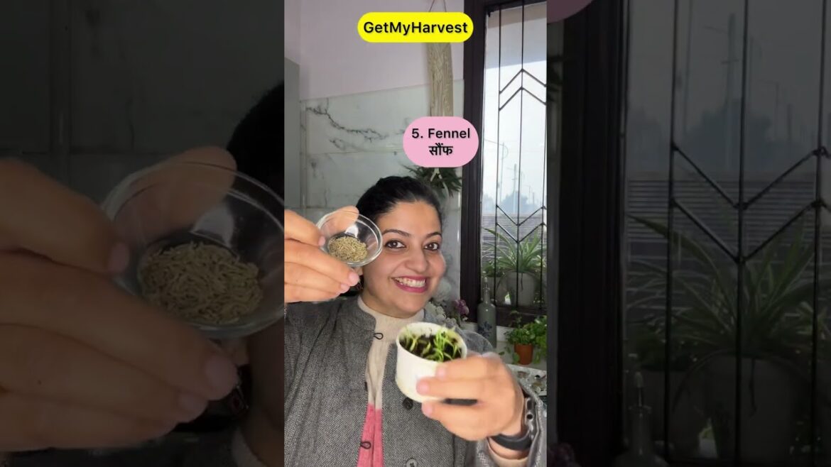 FREE Seeds | Kitchen se yeh 10 seeds grow karo | 10 seeds from Kitchen #shorts