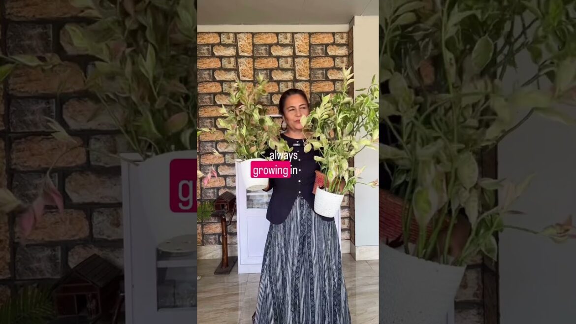 Plant propagation/how to create an urban jungle/home garden tips