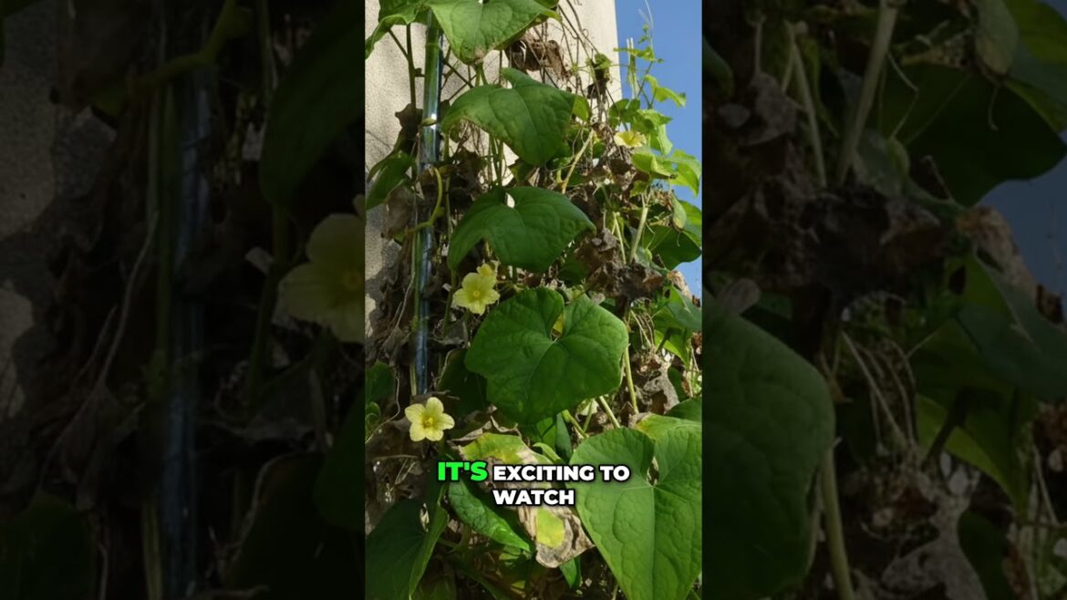 Chayote Squash: Growing Guide for Beginners 🌱🥒