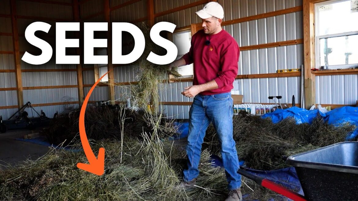 This Pile of Dead Herbs Contained 250,000 SEEDS! (Our Largest Harvest Ever)