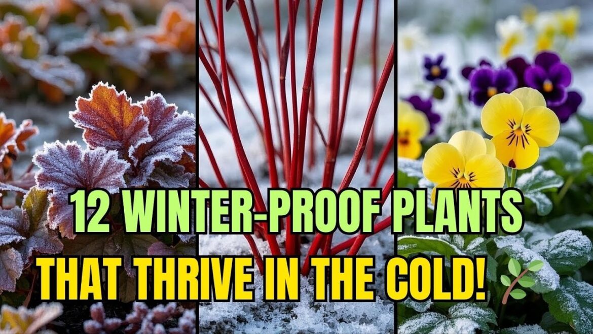 12 Hardy Container Plants for Outdoor Winter Gardening That Survive Cold Weather