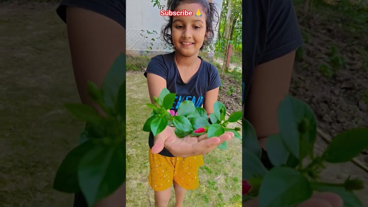 নার্সারি থেকে লক্ষ্মী জবা নিয়ে এলাম #garden #gardening #flowers #nursery  #UpdateGardening