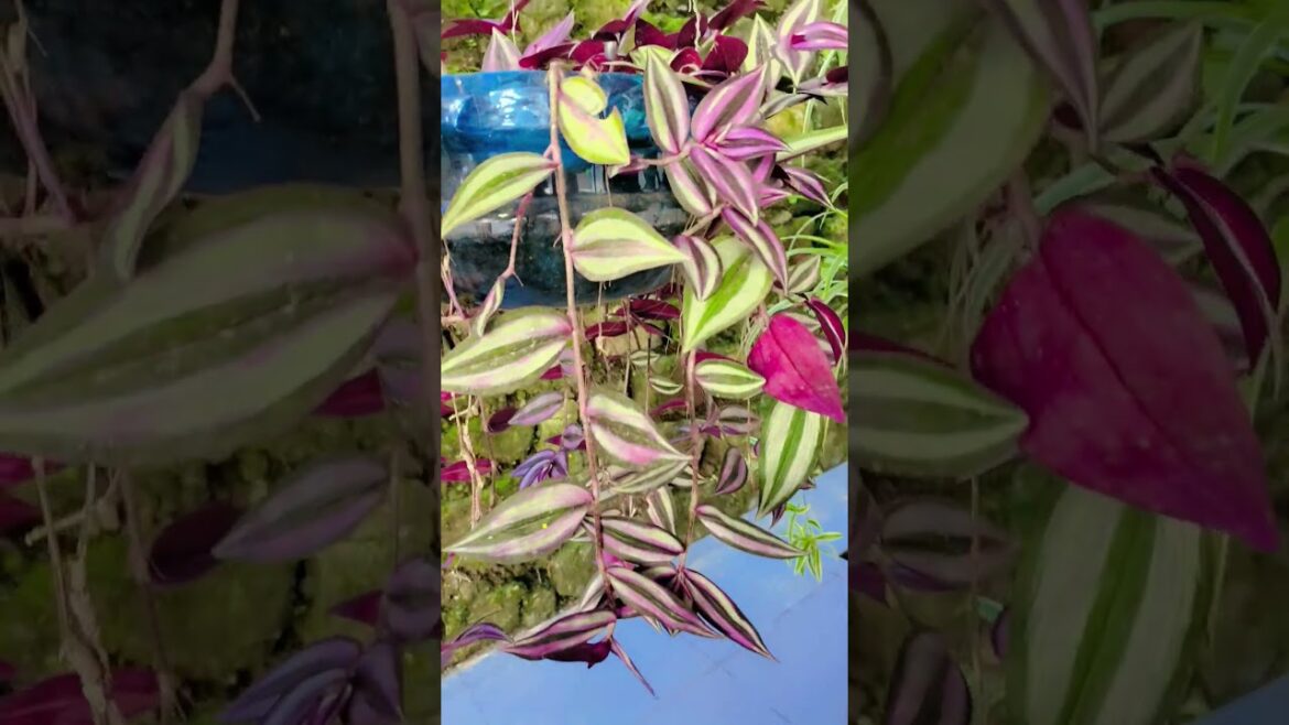 🪴🪴Wandering Jew Plant🪴🪴#garden #ytubeshorts #gardenplants#plantssparkjoy #gardening #colourfullplant