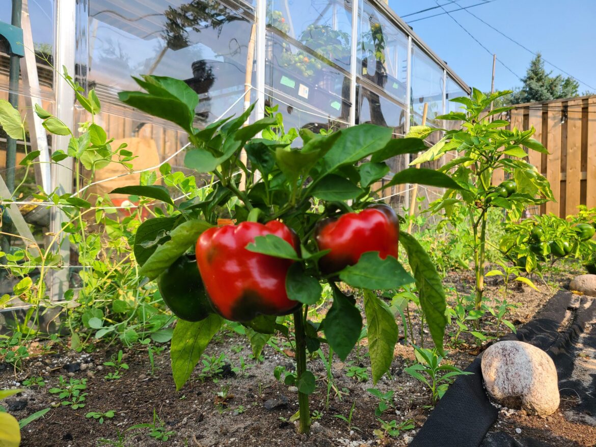 Fruiting sweet bell peppers
