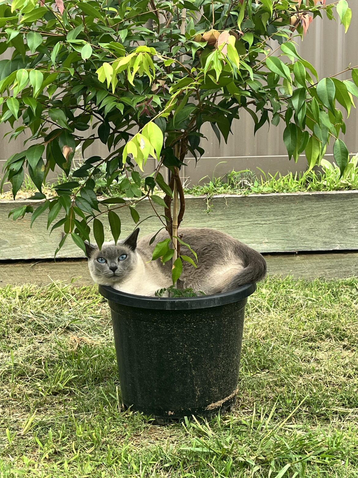 Something invasive has cropped up in my lilly pilly