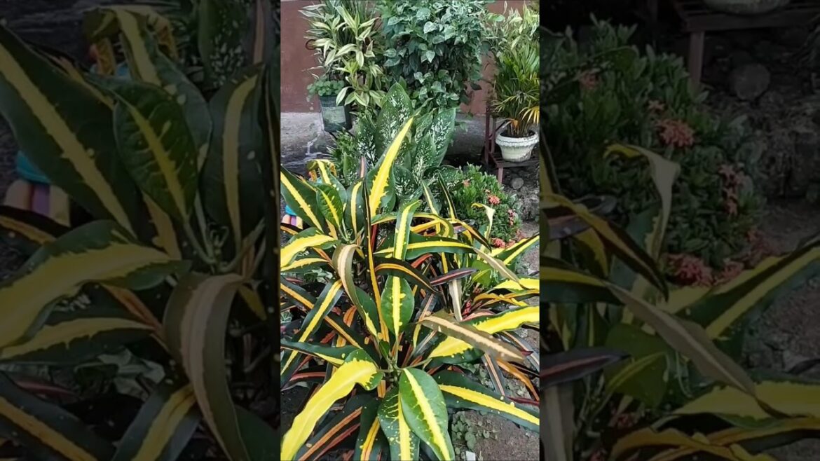 Beautiful front yard garden #plants#nature#homegarden#ytshorts Beautiful front yard garden #plants#nature#homegarden#ytshorts