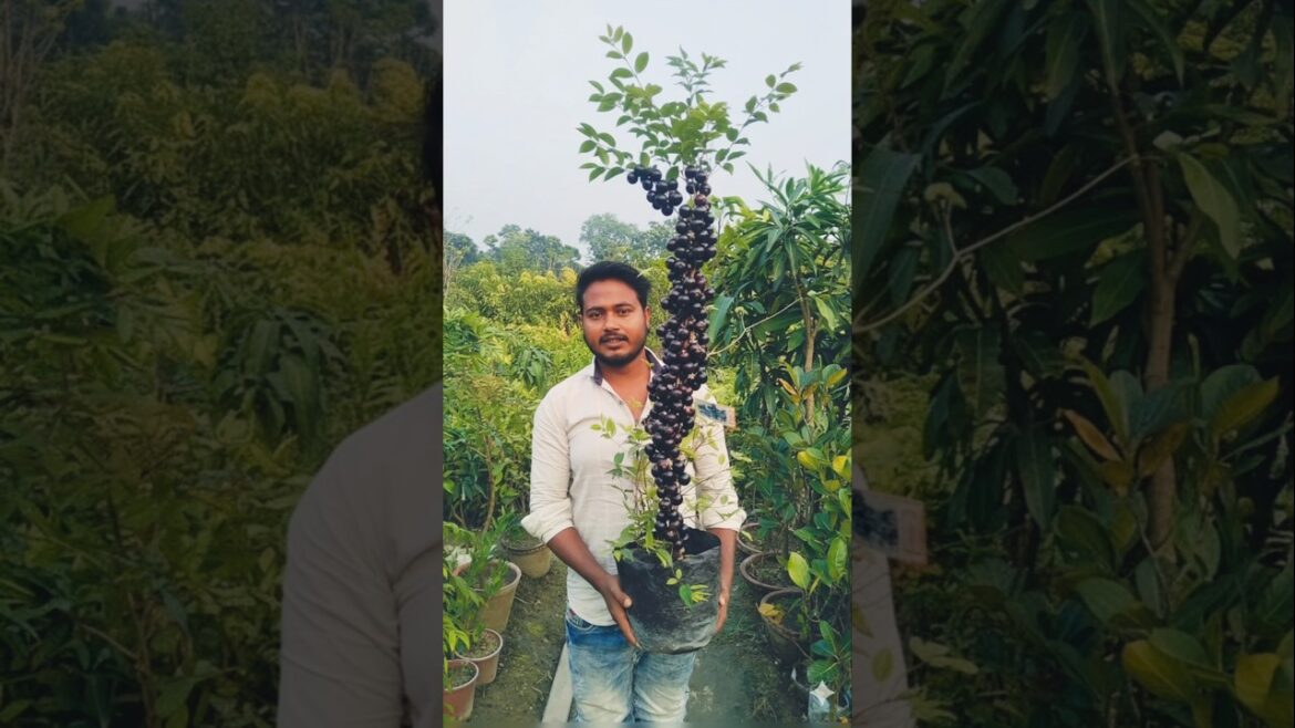 রেড হাইব্রিড জাবিটিকাবা #shorts #agriculture #fruit রেড হাইব্রিড জাবিটিকাবা #shorts #agriculture #fruit