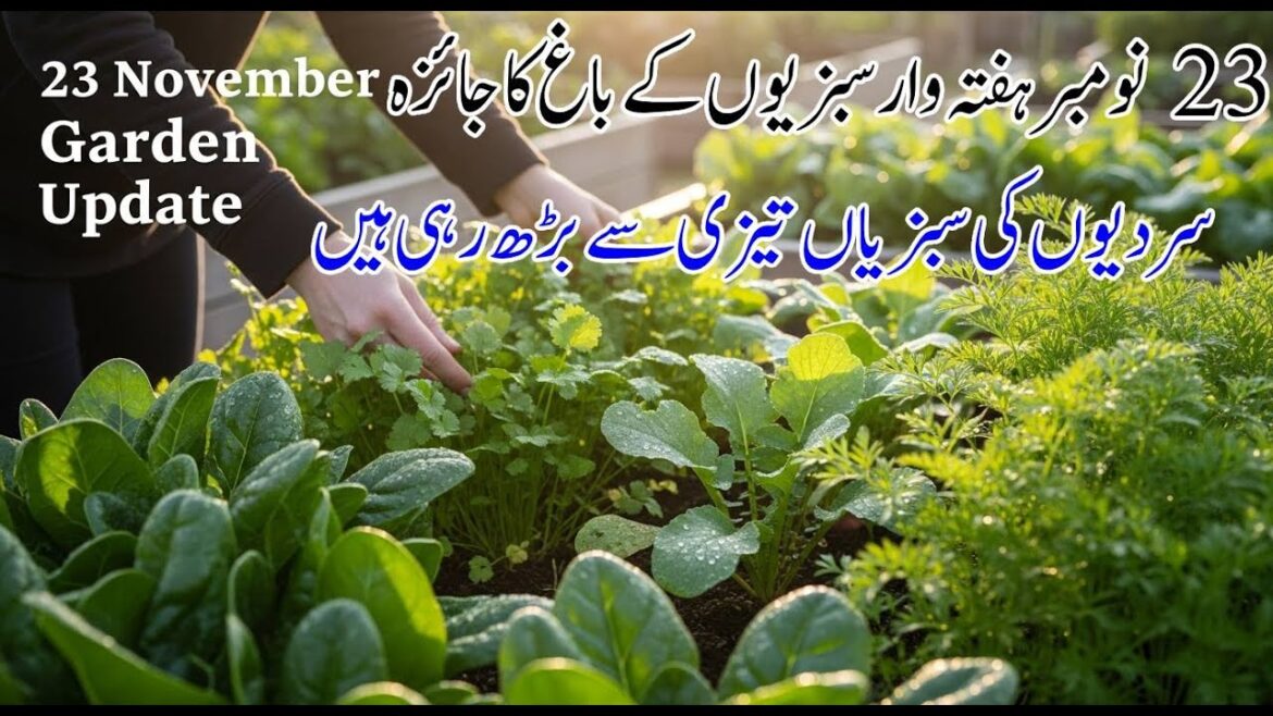 23 November Weekly Vegetable Garden Overview | Winter Vegetables Growing Fast | Kitchen Gardening