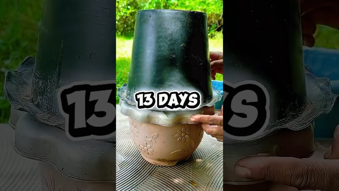 Kheere Ko Aise Ugaye #crop #learning #farming #homemade #entertainment #entertaining #trends #trend