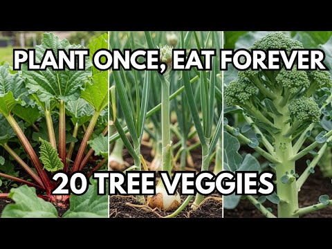 These 20 Vegetables Grow Like Fruit TREES! Plant Once, Eat Forever These 20 Vegetables Grow Like Fruit TREES! Plant Once, Eat Forever