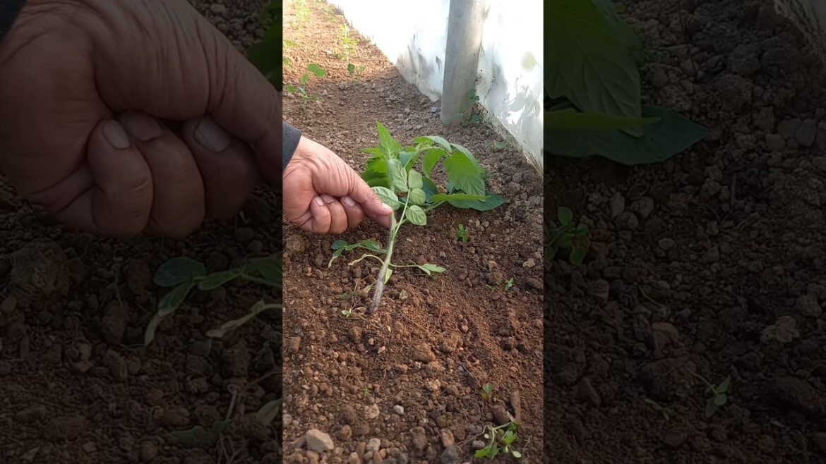 Garden Tips 24 #Shorts #Garden #Tips #farming Garden Tips 24 #Shorts #Garden #Tips #farming
