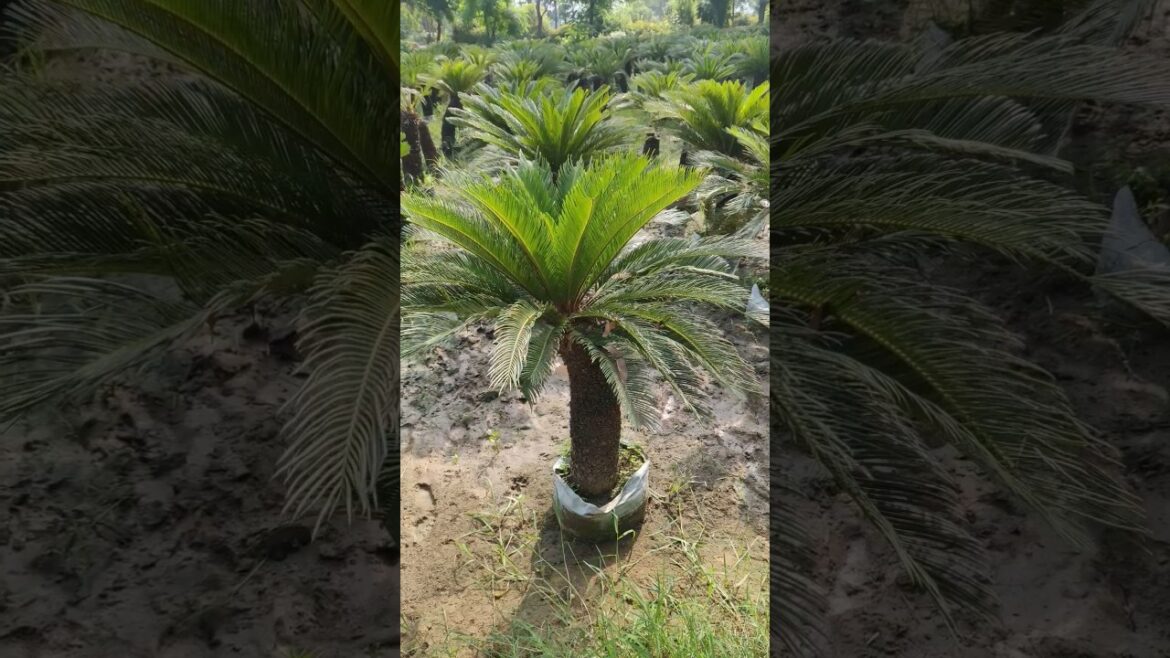 SYCUS Palm available 🌿 || @Rgnursery || All india Supply || #nursery #gardening #plants #shorts