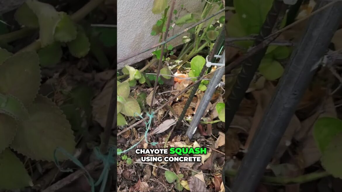 California Gardening: Grow Chayote Squash – Perfect Location & Sturdy Trellis Tips 🌱🥒 Grow Chayote Squash – Perfect Location & Sturdy Trellis Tips 🌱🥒