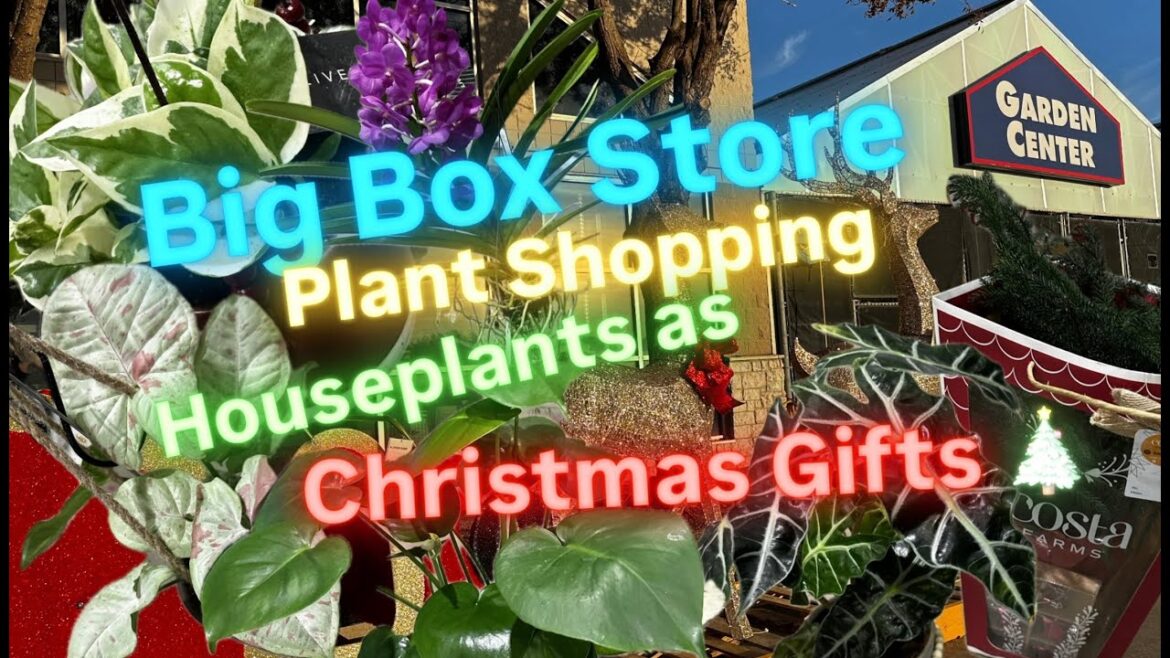 Big Box Store Plant Shopping Christmas Shopping at Lowe's Holiday Plant Gifts Ideas Budget Friendly