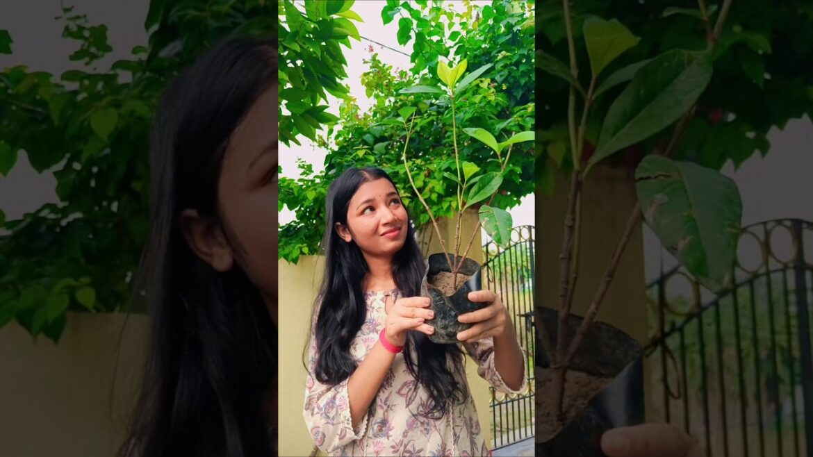 এই গাছটা বাঁচবে তো?#plants  #gardening#gardeningtips