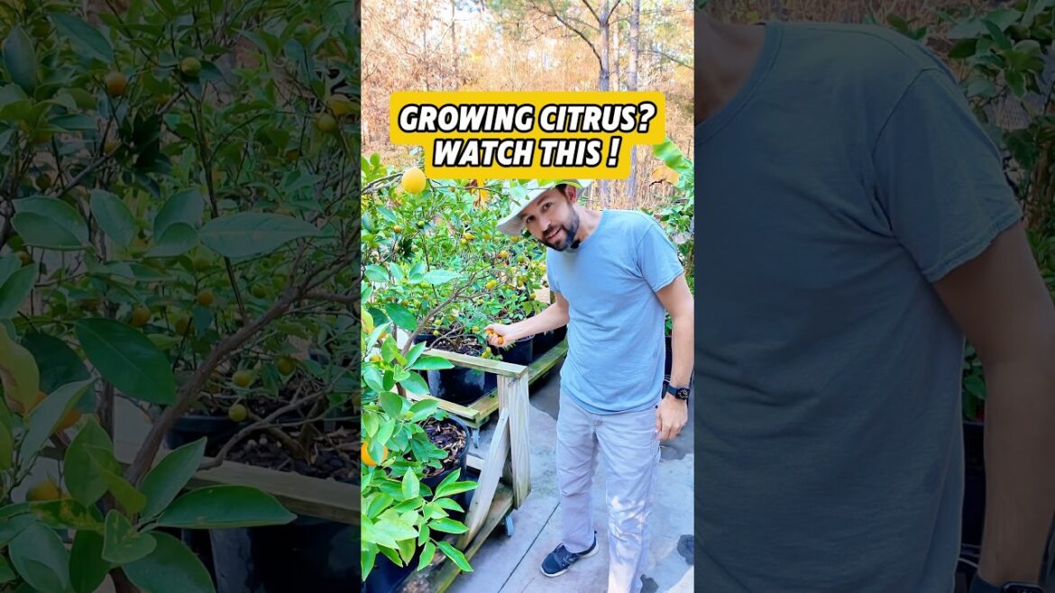 Growing citrus? Watch this! #Shorts #Citrus #FruitTrees #Orchard #ContainerGarden #Plants #Fruit￼