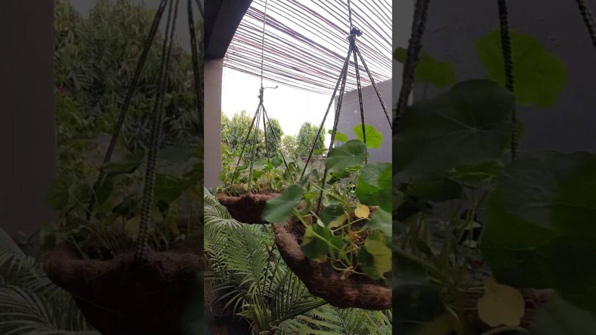 DIY Coco Coir Hanging Basket | Planting Nasturtiums the Easy Way #garden #gardening #plants #home DIY Coco Coir Hanging Basket | Planting Nasturtiums the Easy Way #garden #gardening #plants #home