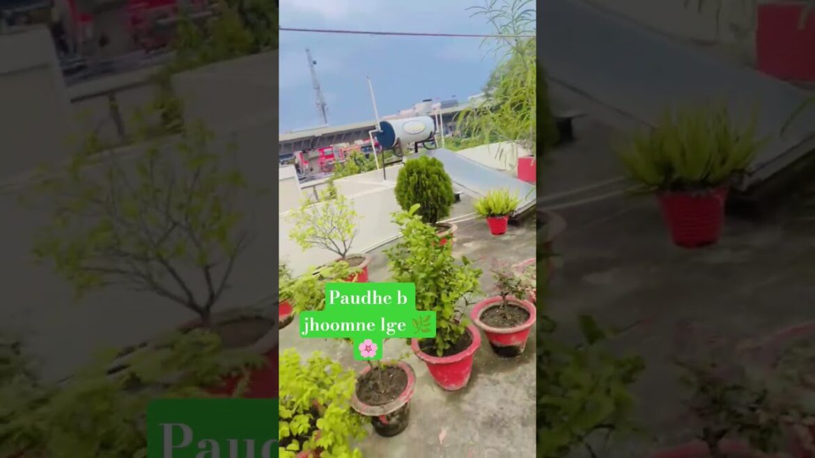 #liveperformance #filterchallenge #liveperformance #filterchallenge