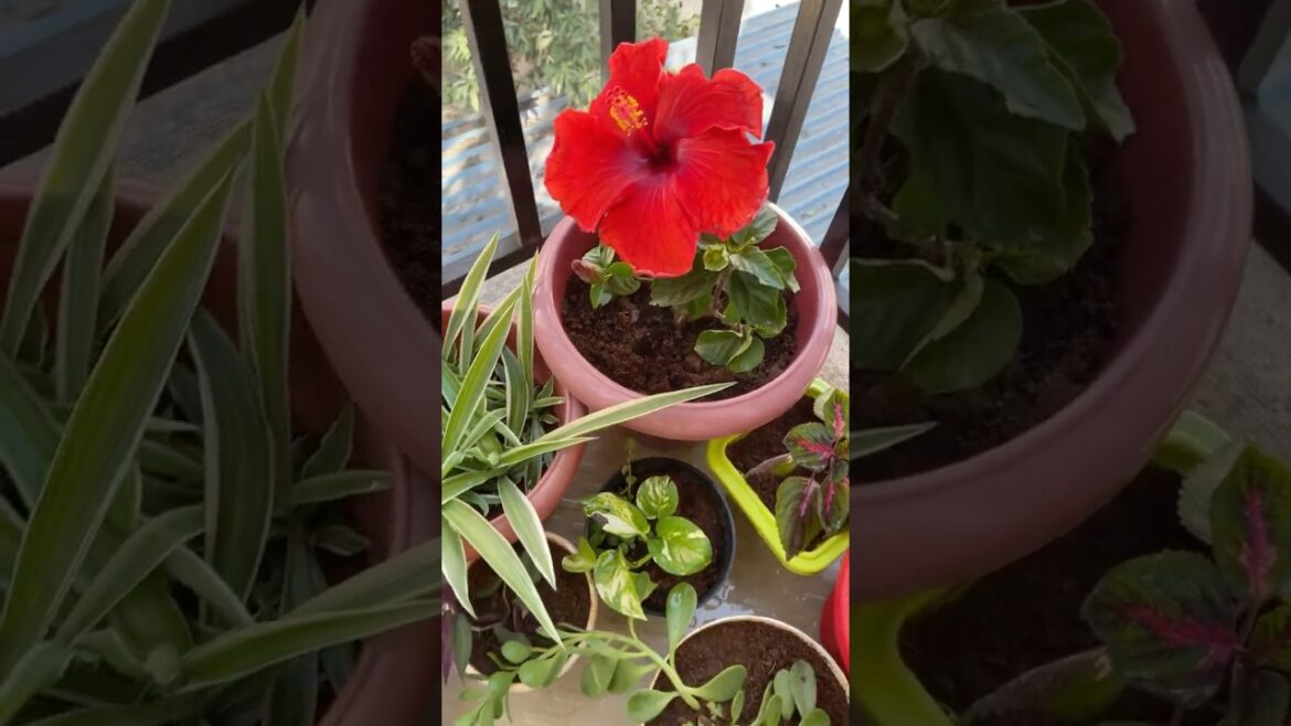 Small Balcony Garden Ideas 🌿 | My Mini Green Space Full of Plants | Balcony Garden Makeover#shorts