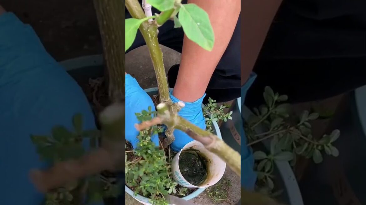 How to Prune Your Plants for Faster Growth  Rooftop Gardening Tips  #garden #gardening #greenchoices