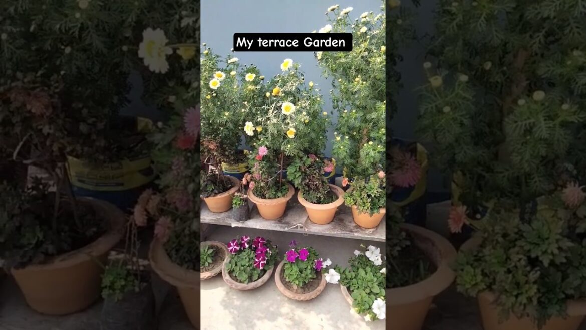My Terrace Flower Garden | Flower Garden Overview | Flower Garden in Rooftop #flowergarden #flowers