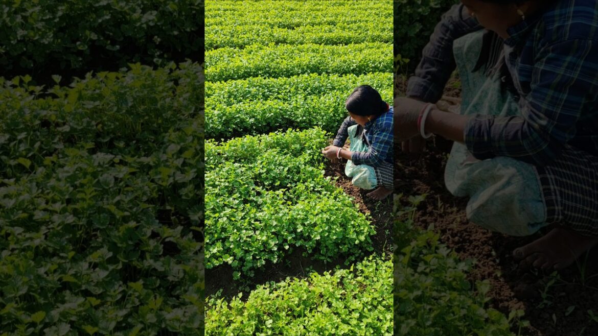 Pure Green Coriander Harvest | Woman Farmer’s Market Prep #shorts