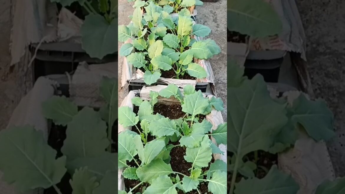 November vegetables growing at home #gardening #coriander #planting #youtubeshorts