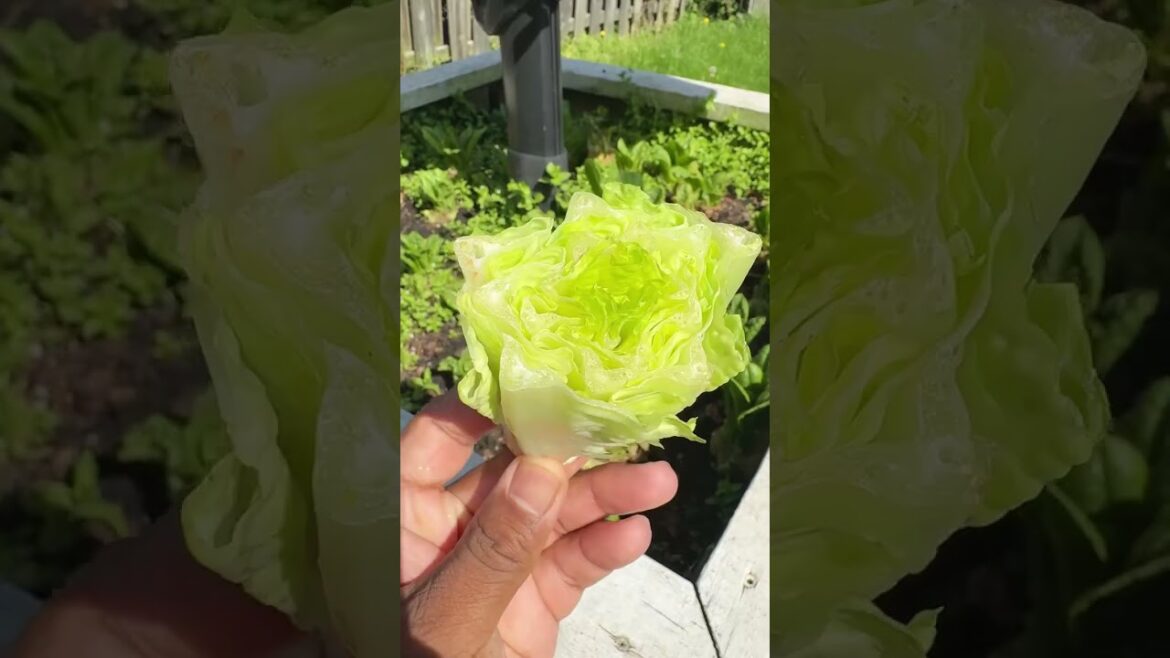 Growing Romaine Lettuce at Home: Fresh, Free Salads!