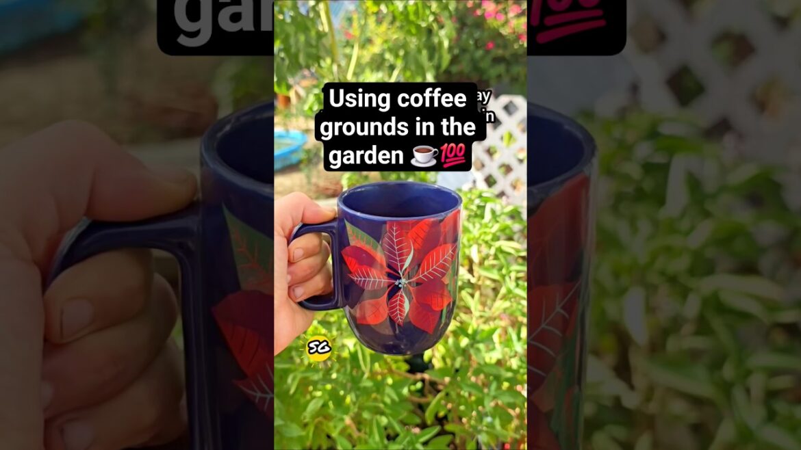 Effective way to use coffee grounds #coffeegrounds #gardening #gardentips