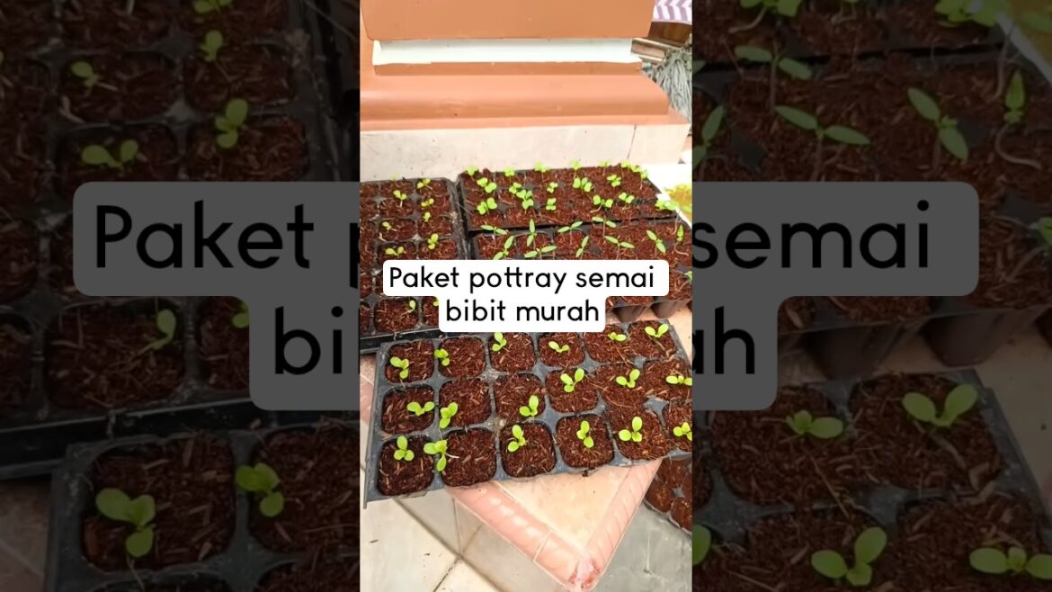 Paket pot tray semai bibit murah Paket pot tray semai bibit murah
