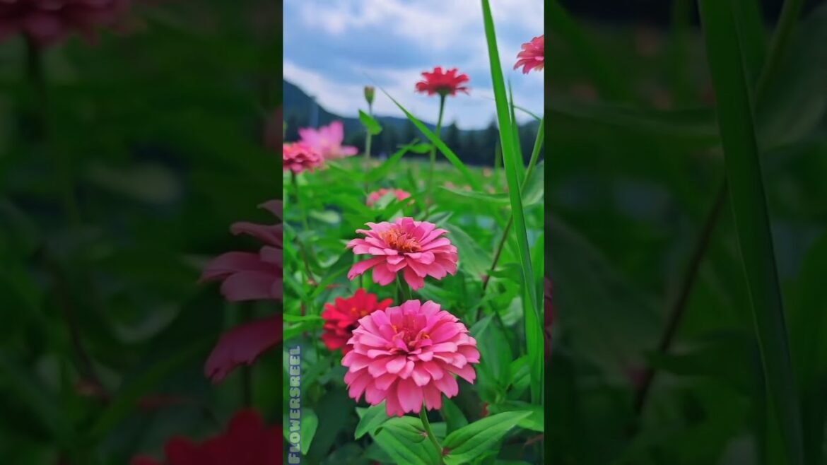 ❤️Nice flower 🏵️ to have in frontyard #flowers #ytshorts #gardening #shortsfeed #viral #nature #love