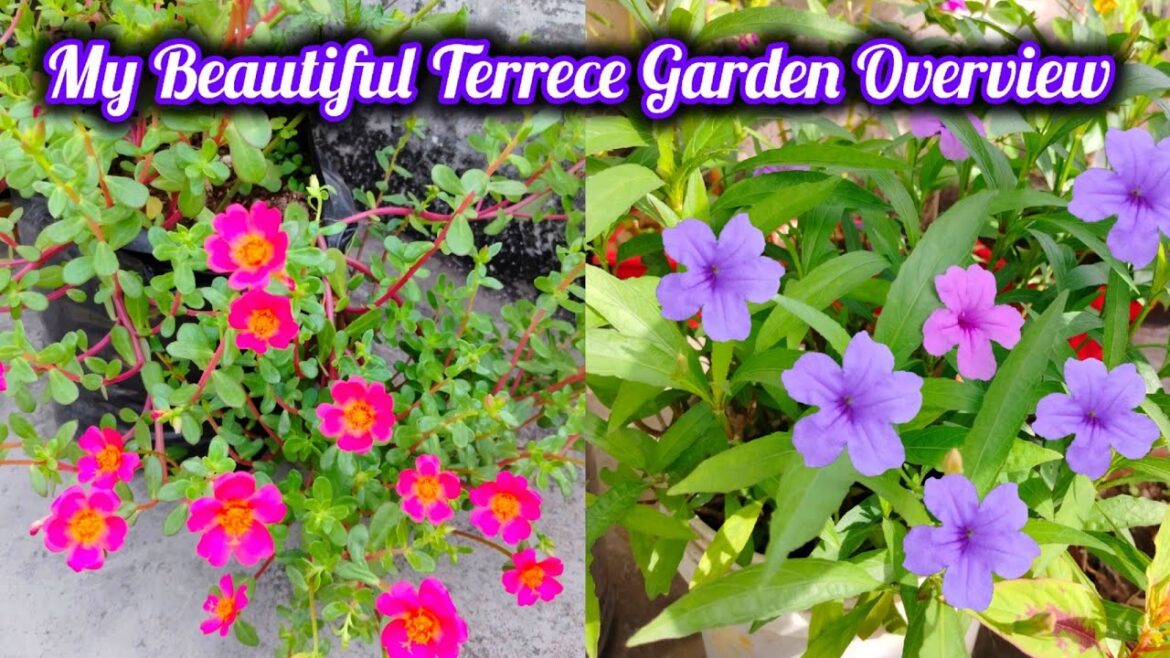 My Terrece Garden Update With Easy Gardening tips October Month Overview