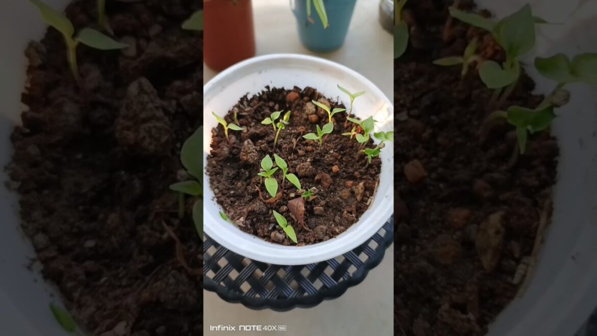 Red chilli germination #shorts #gardening #plants #nature