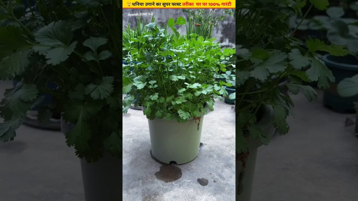 😲Grow fresh coriander at home in just 15 dys #homegardening #shorts #grow 😲Grow fresh coriander at home in just 15 dys #homegardening #shorts #grow