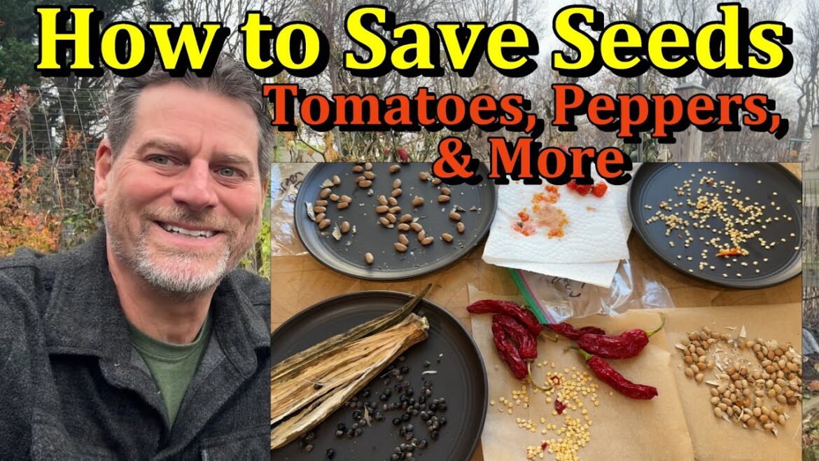 Have to Easily Save Tomato, Pepper, Other Garden Seeds - Fall (Selecting Fruits, Seeding, & Storage)