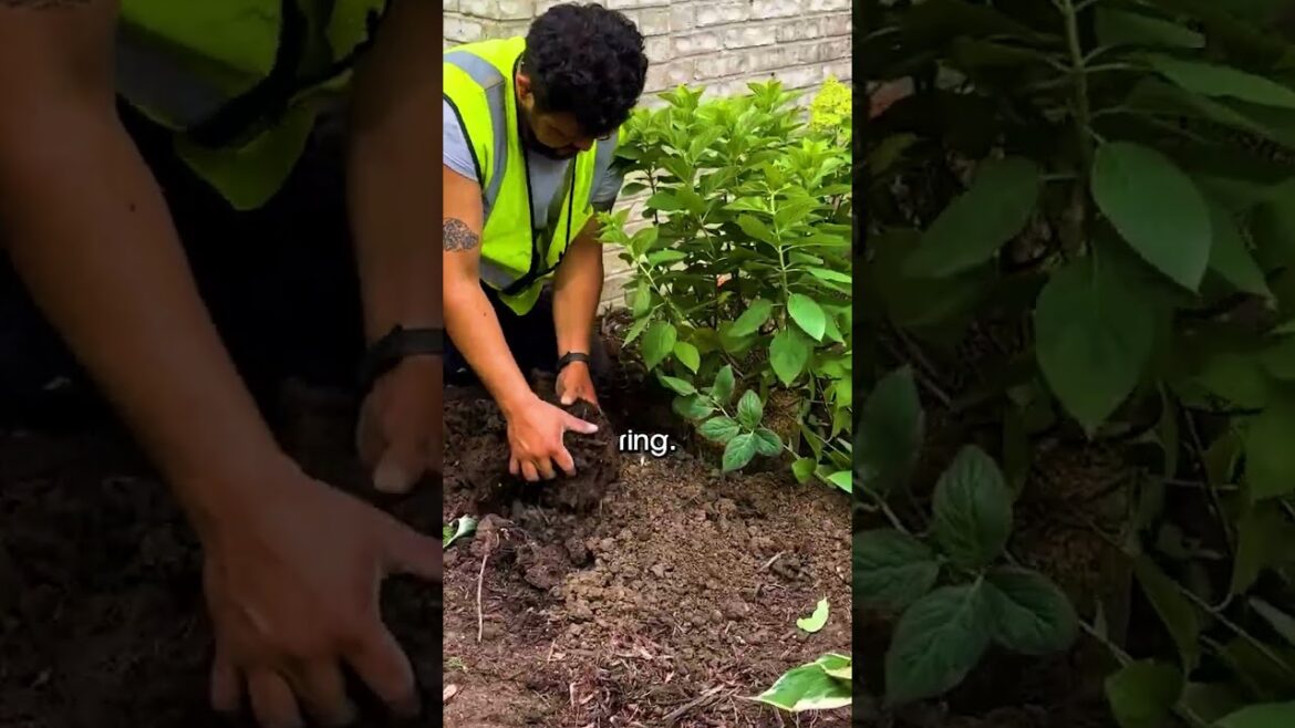 How to Plant Shrubs? How to Plant Shrubs?