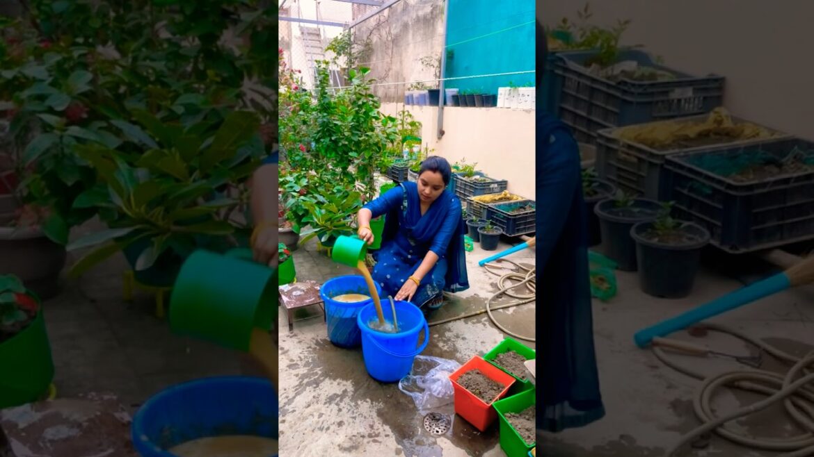 Mustard cake fertiliser for fruit plants 🌱 #fertilizer #homemade #gardening #shortsviral