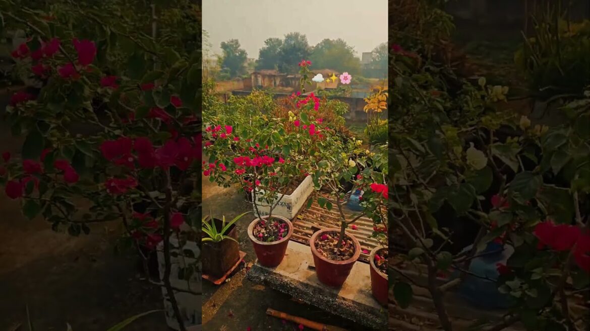 flowers 💐 gardening 🌻#homegarden #flowers #nature #portrait #plantcare #tips #yogastretch #sukoon 🌵🍃