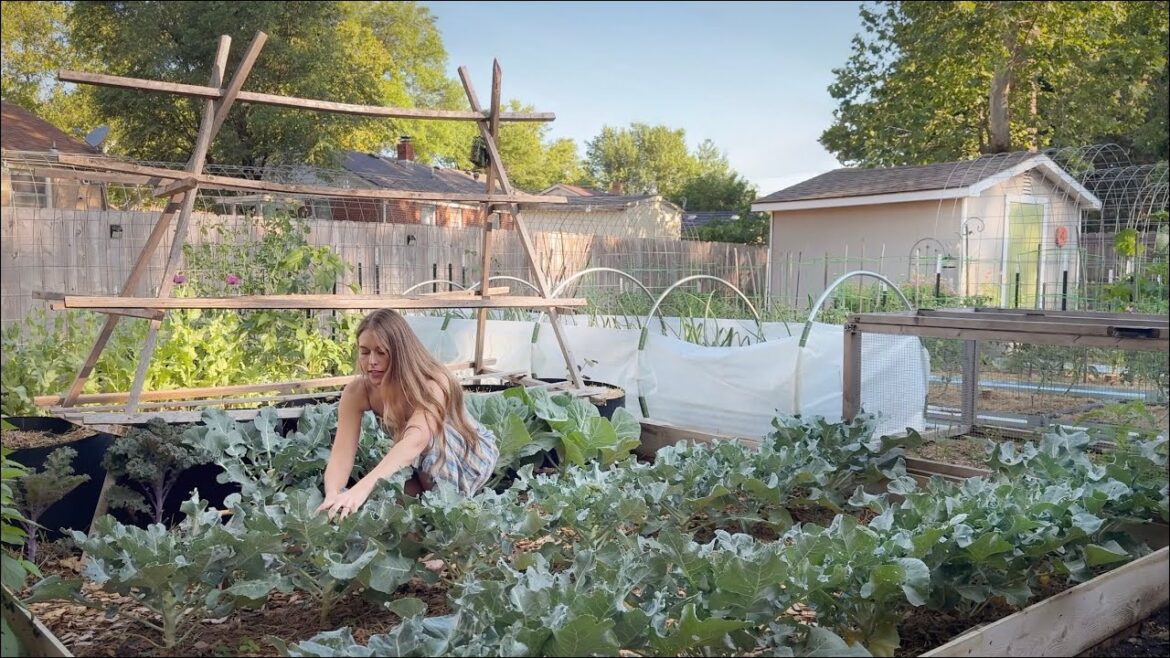 June 2025 Backyard Garden Tour - Kansas - THE GARDEN IS BEHIND!